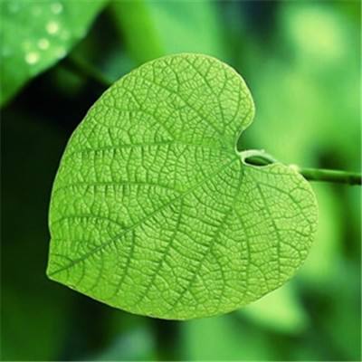永恒徽章果盘官方版下载
